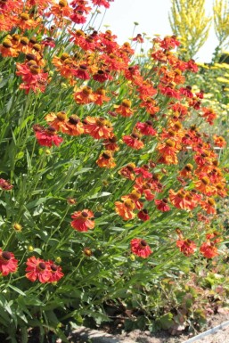 Garten-Sonnenbraut Helenium 'Moerheim Beauty' 5-10 Topf 9x9 cm (P9)