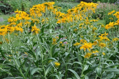 Frühsommer Sonnenbraut Helenium hoopesii 5-10 Topf 9x9 cm (P9) Helenium hoopesii