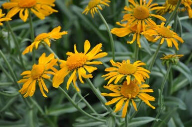 Frühsommer Sonnenbraut Helenium hoopesii 5-10 Topf 9x9 cm (P9)