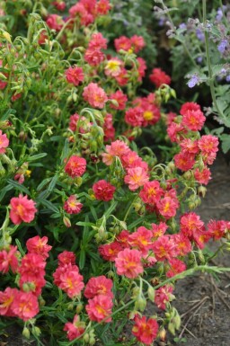 Sonnenröschen Helianthemum 'Amabile Plenum' 5-10 Topf 9x9 cm (P9) Helianthemum 'Amabile Plenum'