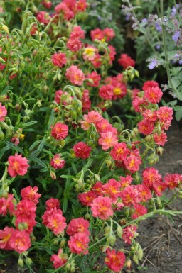 Sonnenröschen Helianthemum 'Amabile Plenum' 5-10 Topf 9x9 cm (P9)