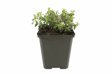 Sonnenröschen Helianthemum 'Amabile Plenum' 5-10 Topf 9x9 cm (P9) Helianthemum 'Amabile Plenum'