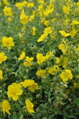 Sonnenröschen Helianthemum 'Golden Queen' 5-10 Topf 9x9 cm (P9)