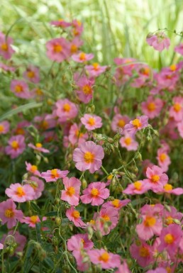 Rosa Sonnenröschen Helianthemum hybride 'Lawrenson's Pink' 5-10 Topf 9x9 cm (P9)