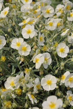 Sonnenröschen Helianthemum hybride 'The Bride' 5-10 Topf 9x9 cm (P9) Helianthemum hybride 'The Bride'