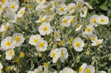 Sonnenröschen Helianthemum hybride 'The Bride' 5-10 Topf 9x9 cm (P9)