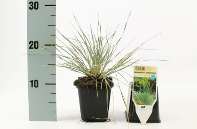 Blaustrahlhafer Helictotrichon sempervirens 5-10 Topf 9x9 cm (P9) Helictotrichon sempervirens