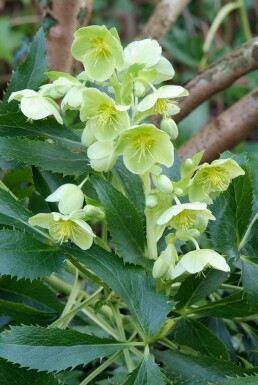 Korsische Nieswurz Helleborus argutifolius 5-10 Topf 9x9 cm (P9)