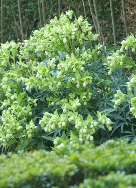 Stinkender Nieswurz Helleborus foetidus 5-10 Topf 9x9 cm (P9)