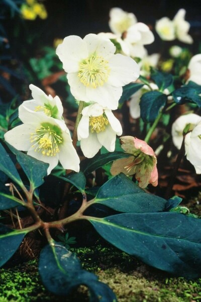 Christrose Helleborus niger 5-10 Topf 9x9 cm (P9) Helleborus niger