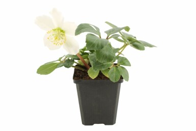 Christrose Helleborus niger 5-10 Topf 9x9 cm (P9) Helleborus niger
