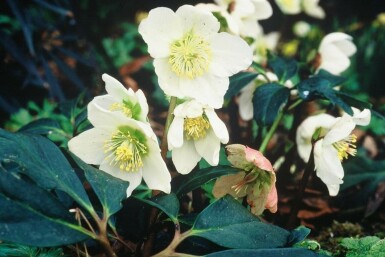 Christrose Helleborus niger 5-10 Topf 9x9 cm (P9) Helleborus niger