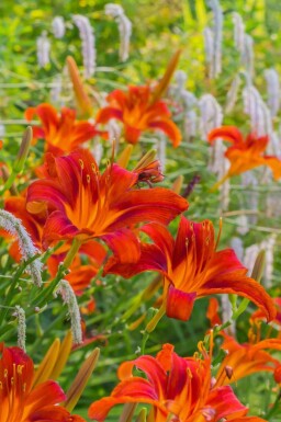 Kein Bild verfügbar