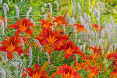 Garten-Taglilie Hemerocallis 'Sammy Russell' 5-10 Topf 9x9 cm (P9) Hemerocallis 'Sammy Russell'