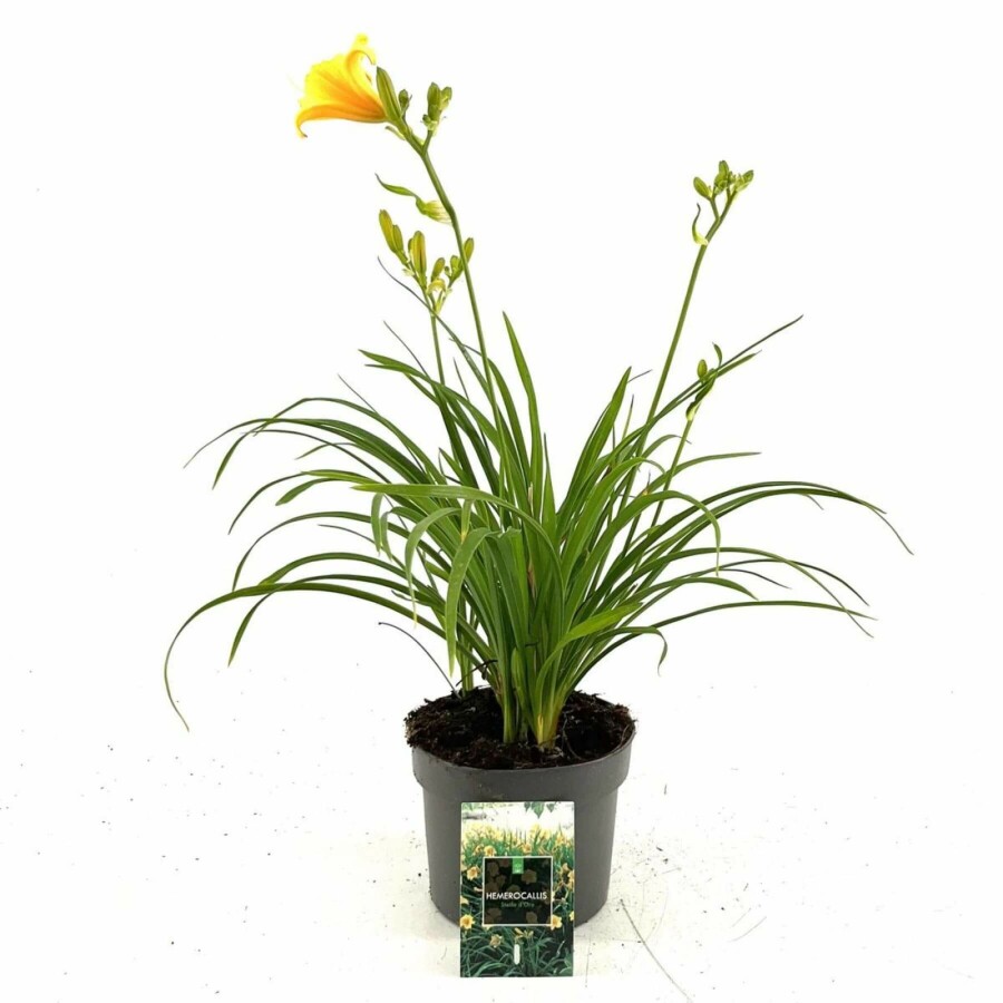 Garten-Taglilie Hemerocallis 'Stella de Oro' 10-15 Topf 2 ltr. (C2) Hemerocallis 'Stella de Oro'
