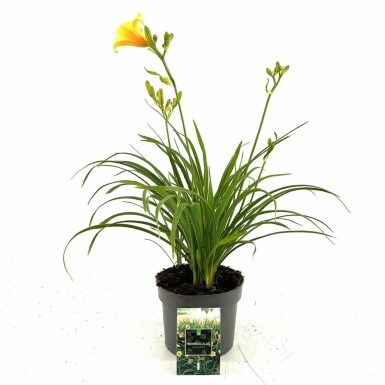 Garten-Taglilie Hemerocallis 'Stella de Oro' 10-15 Topf 2 ltr. (C2) Hemerocallis 'Stella de Oro'