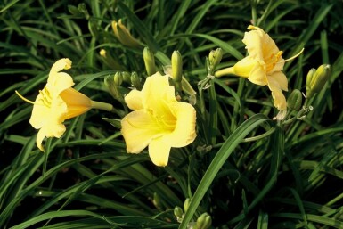 Garten-Taglilie Hemerocallis 'Stella de Oro' 5-10 Topf 9x9 cm (P9)