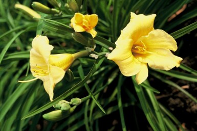 Garten-Taglilie Hemerocallis 'Stella de Oro' 5-10 Topf 9x9 cm (P9) Hemerocallis 'Stella de Oro'