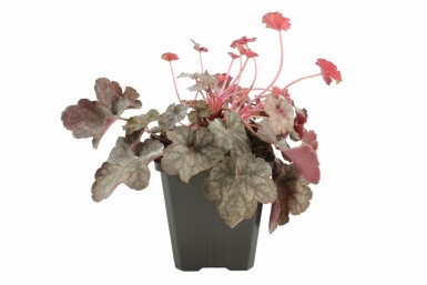 Purpurglöckchen Heuchera 'Regina' 5-10 Topf 9x9 cm (P9)