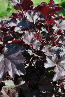 Purpurglöckchen Heuchera 'Stormy Seas' 5-10 Topf 9x9 cm (P9)