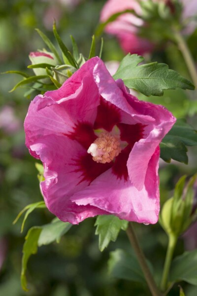 Strauch-Eibisch Hibiscus syriacus 'Pink Giant' Strauch 80-100 Topf 12 ltr. (C12) Hibiscus syriacus 'Pink Giant' Strauch 80-100 cm
