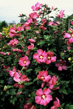 Garten-Eibisch Hibiscus syriacus 'Woodbridge' Strauch 20-30 Topf 2 ltr. (C2)