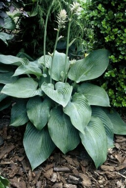 Blaublatt-Funkie Hosta 'Blue Angel' 5-10 Topf 9x9 cm (P9)