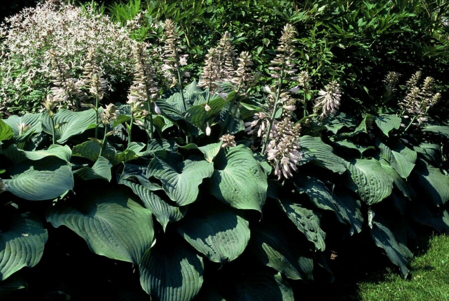 Blaublatt-Funkie Hosta 'Blue Angel' 5-10 Topf 9x9 cm (P9) Hosta 'Blue Angel'