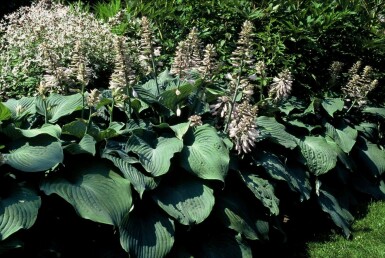 Blaublatt-Funkie Hosta 'Blue Angel' 5-10 Topf 9x9 cm (P9) Hosta 'Blue Angel'