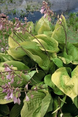 Großblättrige Garten-Funkie Hosta 'Sum and Substance' 5-10 Topf 9x9 cm (P9) Hosta 'Sum and Substance'
