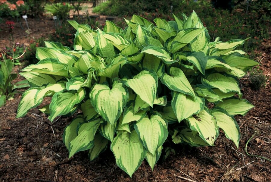 Graublättrige Garten-Funkie Hosta fortunei 'Albopicta' 5-10 Topf 9x9 cm (P9) Hosta fortunei 'Albopicta'