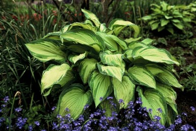 Graublättrige Garten-Funkie Hosta fortunei 'Albopicta' 5-10 Topf 9x9 cm (P9)