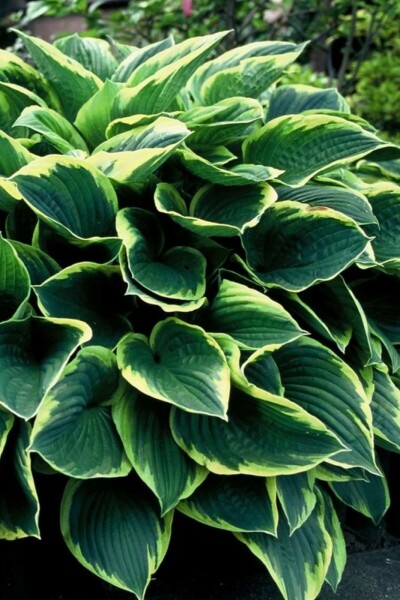 Graublättrige Goldrand-Garten-Funkie Hosta fortunei 'Aureomarginata' 10-15 Topf 2 ltr. (C2) Hosta fortunei 'Aureomarginata'