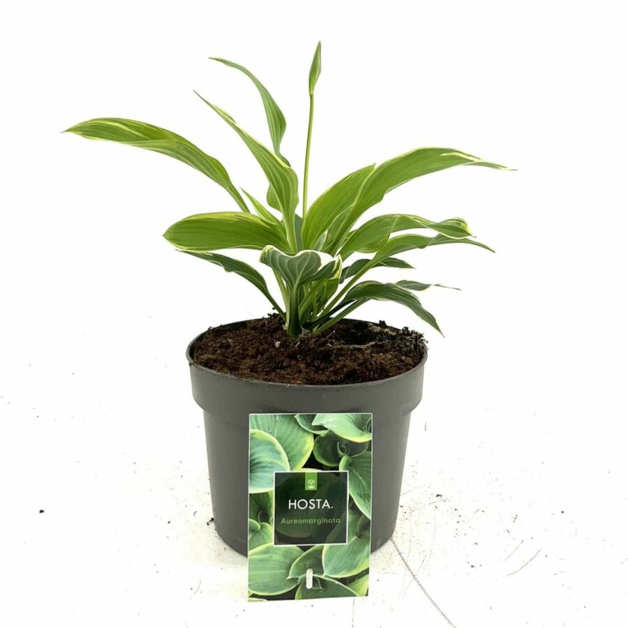 Graublättrige Goldrand-Garten-Funkie Hosta fortunei 'Aureomarginata' 10-15 Topf 2 ltr. (C2) Hosta fortunei 'Aureomarginata'