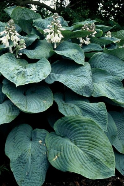 Große Blaublatt-Funkie Hosta sieboldiana 'Elegans' 5-10 Topf 9x9 cm (P9) Hosta sieboldiana 'Elegans'