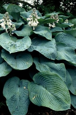 Große Blaublatt-Funkie Hosta sieboldiana 'Elegans' 5-10 Topf 9x9 cm (P9) Hosta sieboldiana 'Elegans'