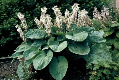 Große Blaublatt-Funkie Hosta sieboldiana 'Elegans' 5-10 Topf 9x9 cm (P9) Hosta sieboldiana 'Elegans'