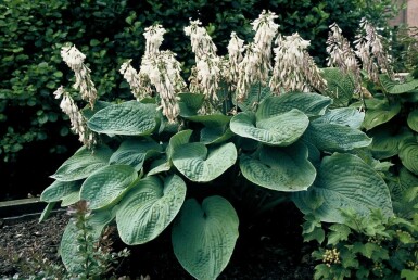 Große Blaublatt-Funkie Hosta sieboldiana 'Elegans' 5-10 Topf 9x9 cm (P9)