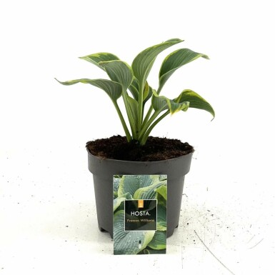 Blaue Gelbrand-Funkie Hosta sieboldiana 'Frances Williams' 10-15 Topf 2 ltr. (C2) Hosta sieboldiana 'Frances Williams'