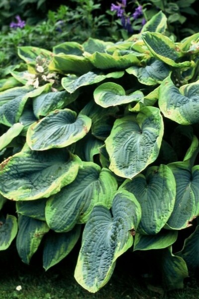 Blaue Gelbrand-Funkie Hosta sieboldiana 'Frances Williams' 5-10 Topf 9x9 cm (P9) Hosta sieboldiana 'Frances Williams'