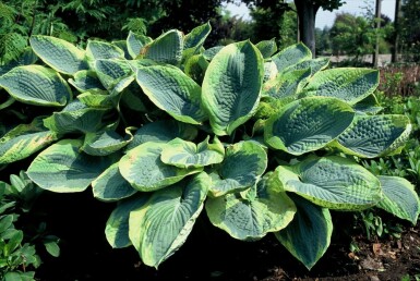 Blaue Gelbrand-Funkie Hosta sieboldiana 'Frances Williams' 5-10 Topf 9x9 cm (P9)