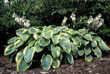 Blaue Gelbrand-Funkie Hosta sieboldiana 'Frances Williams' 5-10 Topf 9x9 cm (P9) Hosta sieboldiana 'Frances Williams'