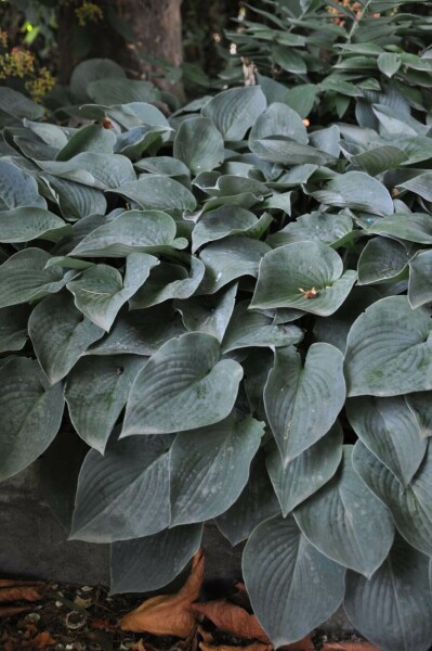 Graublaue Garten-Funkie Hosta tardiana 'Halcyon' 10-15 Topf 2 ltr. (C2) Hosta tardiana 'Halcyon'