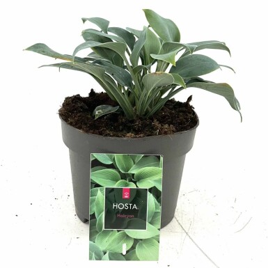 Graublaue Garten-Funkie Hosta tardiana 'Halcyon' 10-15 Topf 2 ltr. (C2) Hosta tardiana 'Halcyon'