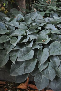 Graublaue Garten-Funkie Hosta tardiana 'Halcyon' 5-10 Topf 9x9 cm (P9)