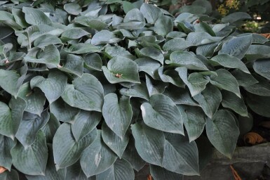 Graublaue Garten-Funkie Hosta tardiana 'Halcyon' 5-10 Topf 9x9 cm (P9)