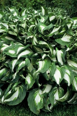 Wellblatt-Funkie Hosta undulata 'Mediovariegata' 5-10 Topf 9x9 cm (P9)