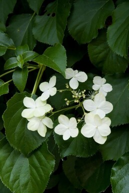 Kletter-Hortensie Hydrangea anomala petiolaris Strauch 40-50 Topf 2 ltr. (C2)