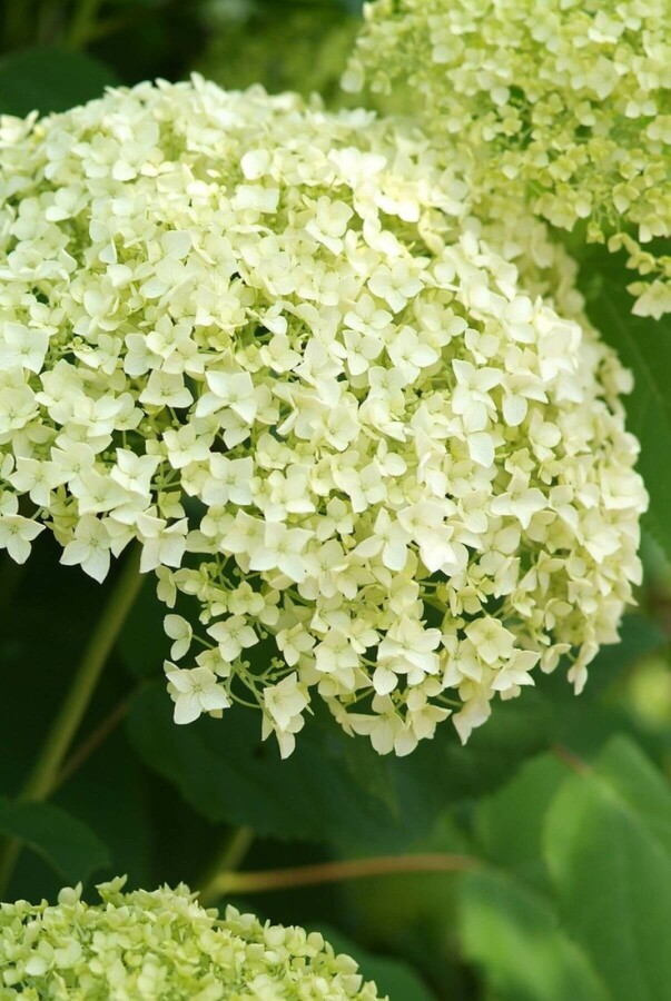Schneeball-Hortensie Hydrangea arborescens 'Annabelle' Strauch 40-50 Topf 10 ltr. (C10) Hydrangea arborescens 'Annabelle' Strauch 40-50 cm