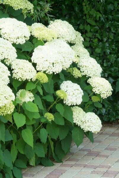 Schneeball-Hortensie Hydrangea arborescens 'Annabelle' Strauch 80-100 Topf 12 ltr. (C12) Hydrangea arborescens 'Annabelle' Strauch 80-100 cm